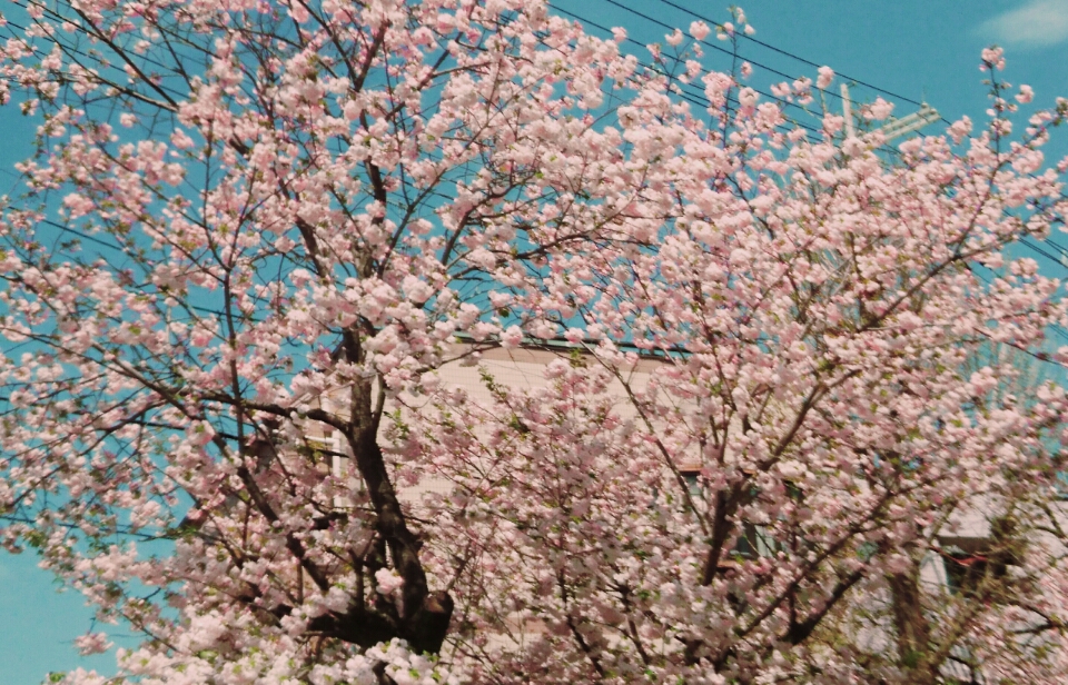 KAZOKUホームの近くの桜